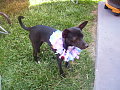 Milo at a birthday party in Va.